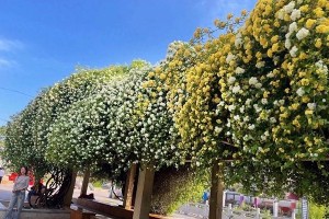 春日七里香绽放，城市公园赏花打卡攻略
